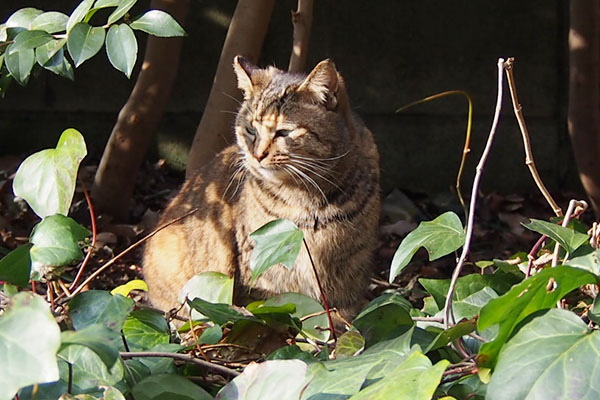 saki sunbathing