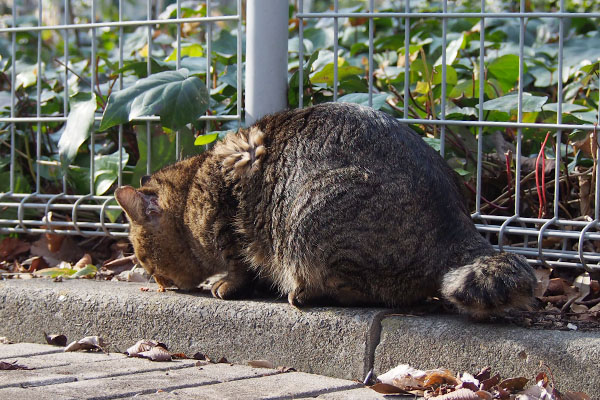 食べる　トッキー