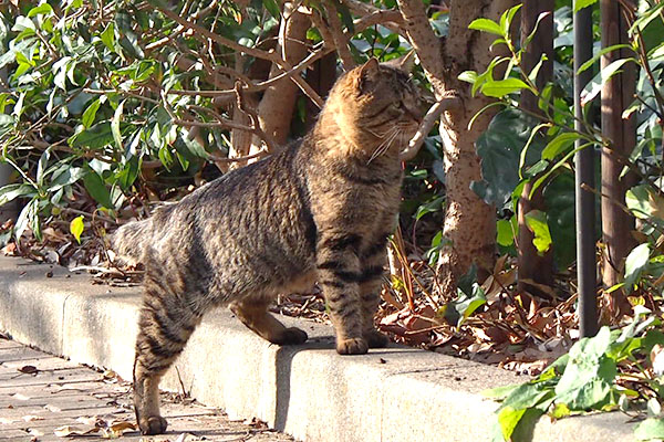 ライオンの様な　トッキー