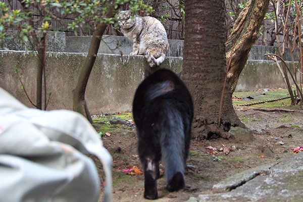 銀の居る場所へ向かうアカシ