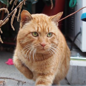 近づいて来そうな トト
