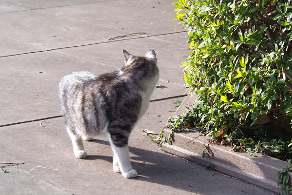 念の為振り向く　クロム