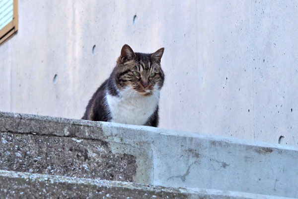 korai watching his house