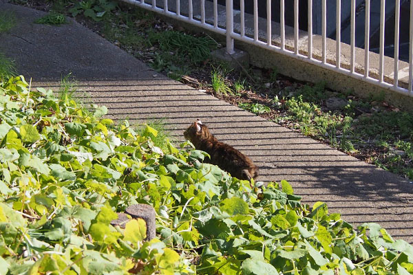 逃げる　フォックス