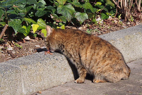 食べている　サキ