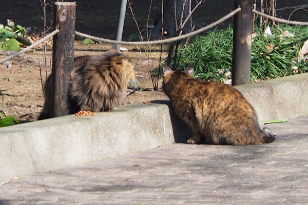 メレンゲとサキ　一緒に出て来る