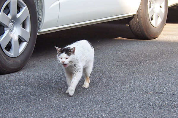 挨拶している　テン