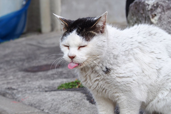 ten tongue put after treat