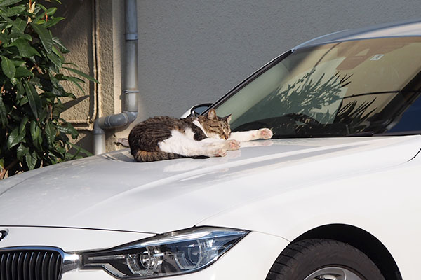 誰かの車　リオ君が寝ている