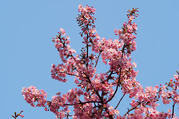 flower pink sakura momo sky