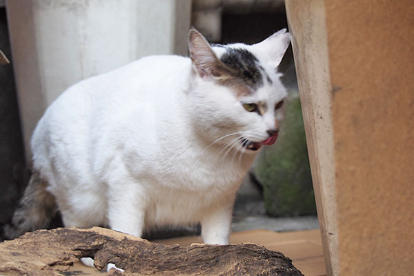 ぺろんとするオーロラ