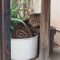 Roki in the Pot