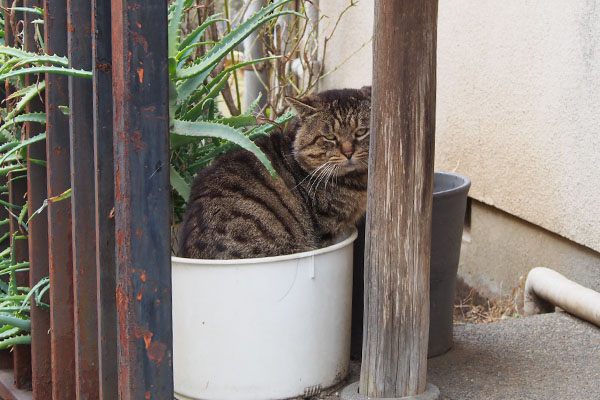 Roki in the Pot