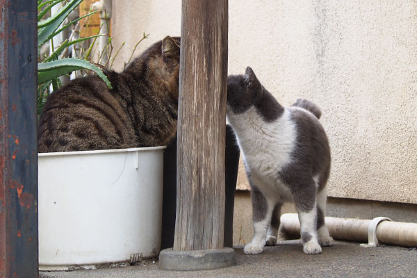 ちびとロキ　柱の向こう