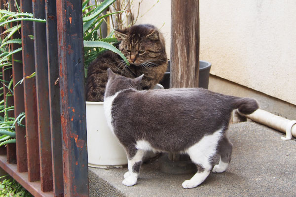 見つめ合う　ちびにゃんとロキ