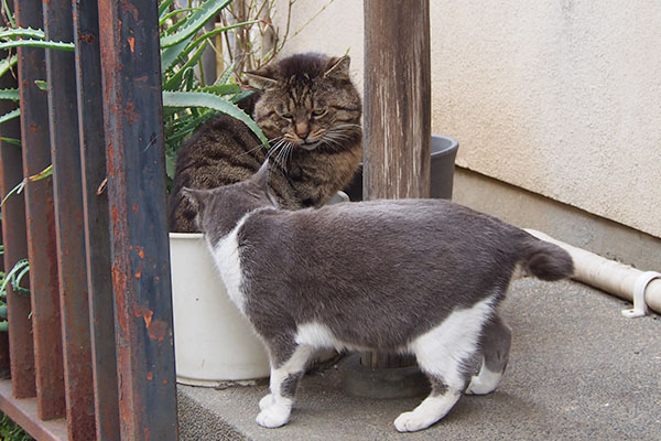 匂いを嗅がれるロキ　ちびにゃん