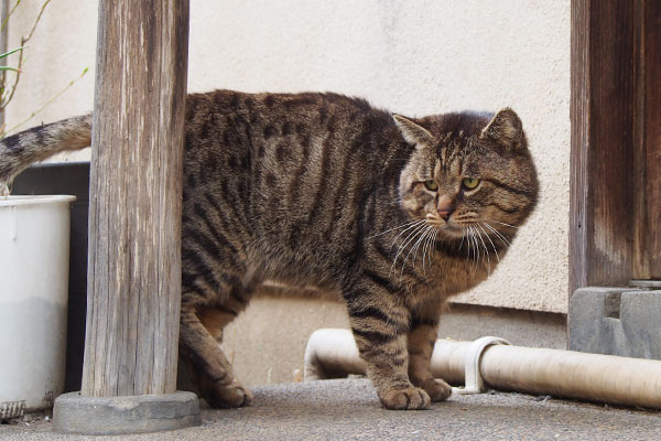 ムキっと見る　ロキ