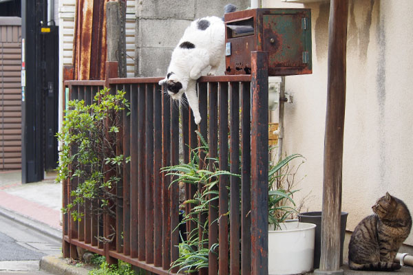 下りる坊　見てるロキ