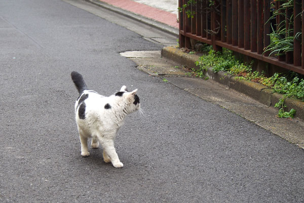 ロキを見る坊