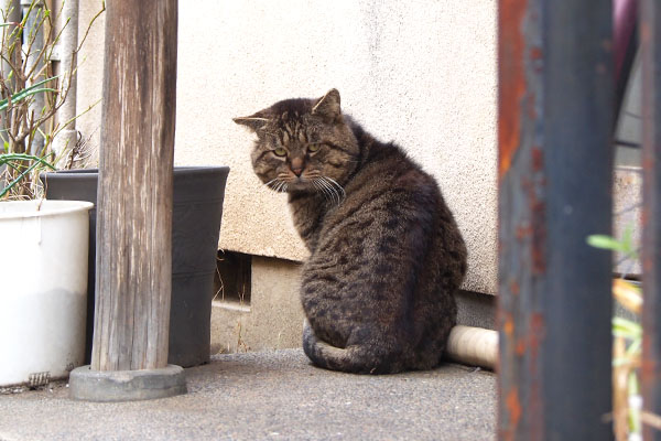 ふにっと振り返る　ロキ