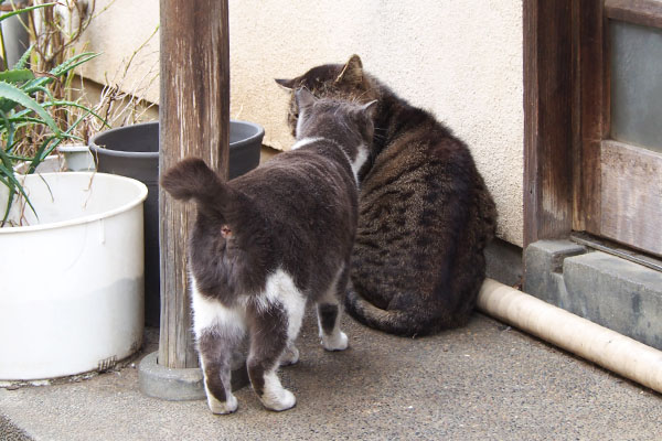 再びちびにゃんの匂いチェックを受けるロキ