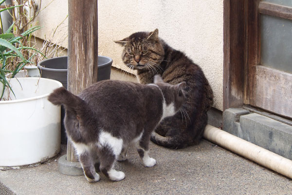 執拗なちびにゃん　ロキ