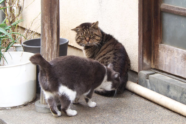 しっぽまでちびにゃん　ロキ