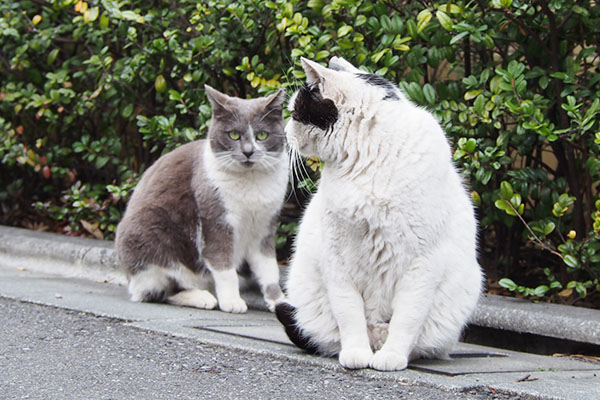 ちびにゃん前見る坊はロキ見る