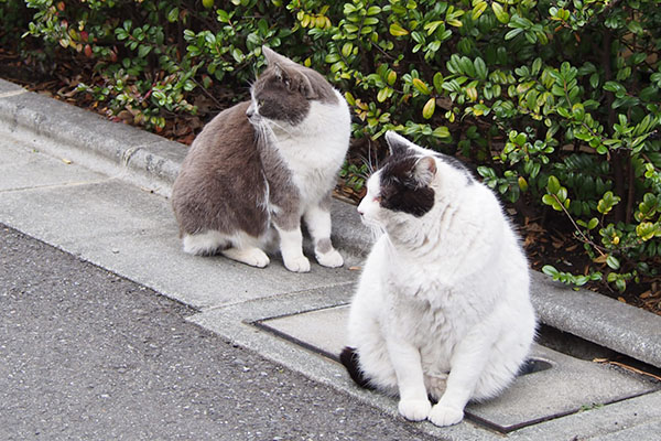 ずっと見ている坊とちびにゃん