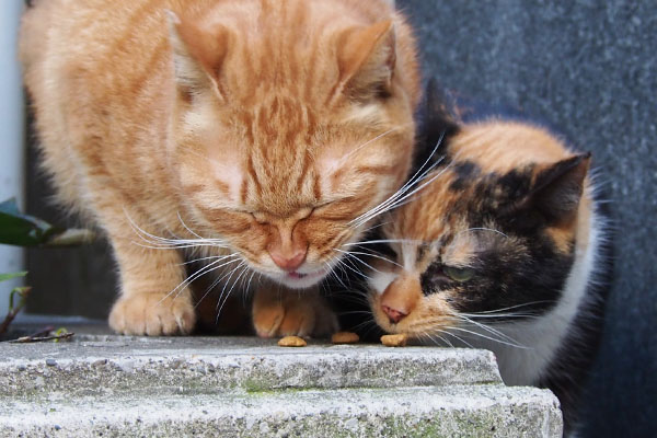 食べる　カブとリコ３