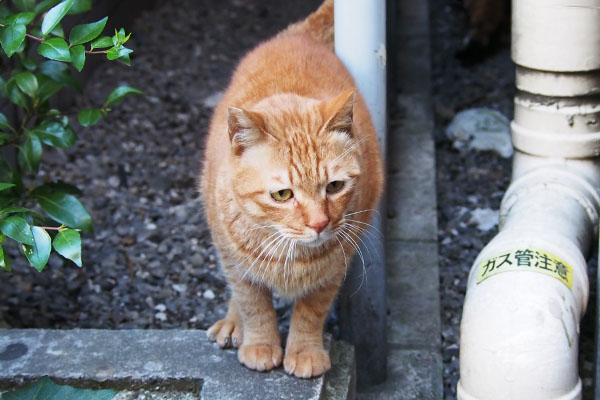 カブ　出て来る