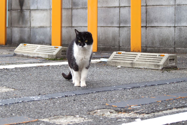 来てくれる　コテ　停止