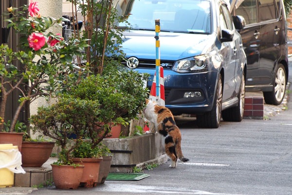 花壇チェックのモモ　遠