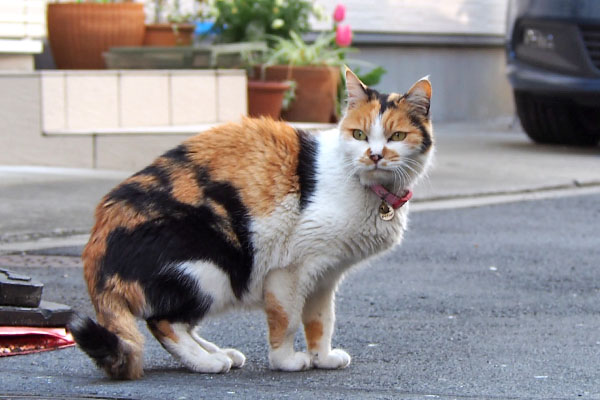 再び後ろ確認　モモ