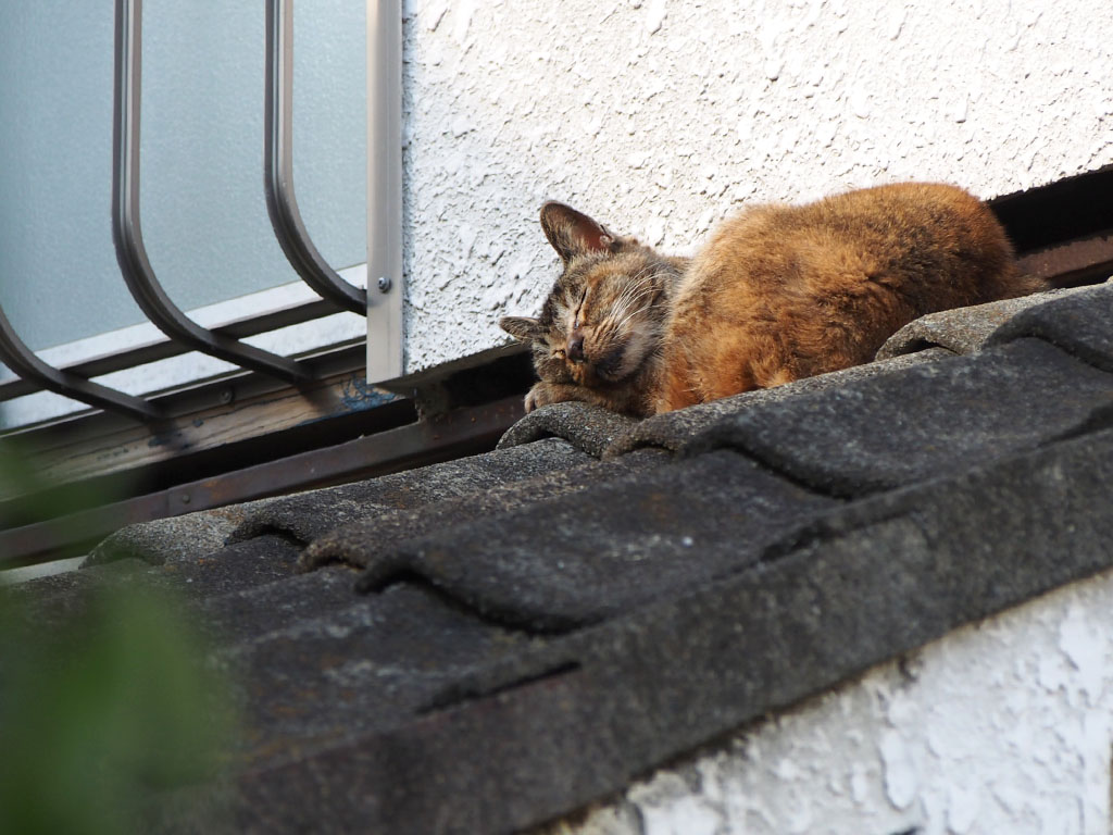 Ruru takes a nap on the roof