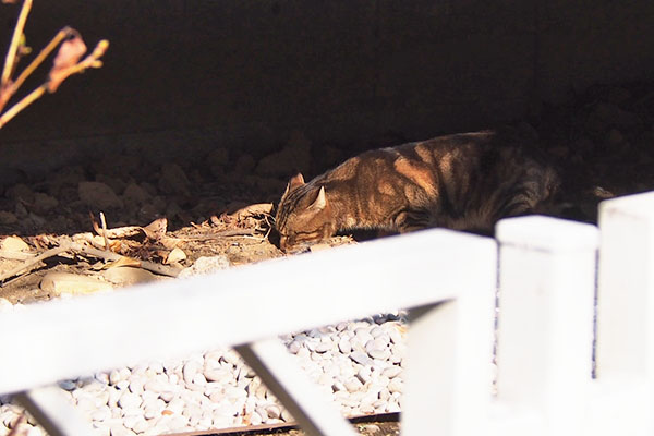 しつこく地面に顔を寄せる　お初猫さん