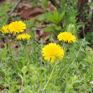 flower yellow dandelion 4