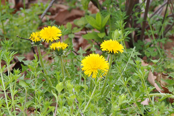 flower yellow dandelion 4