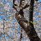 sakura tree with blue sky