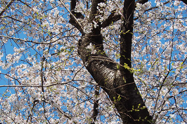 sakura tree with blue sky