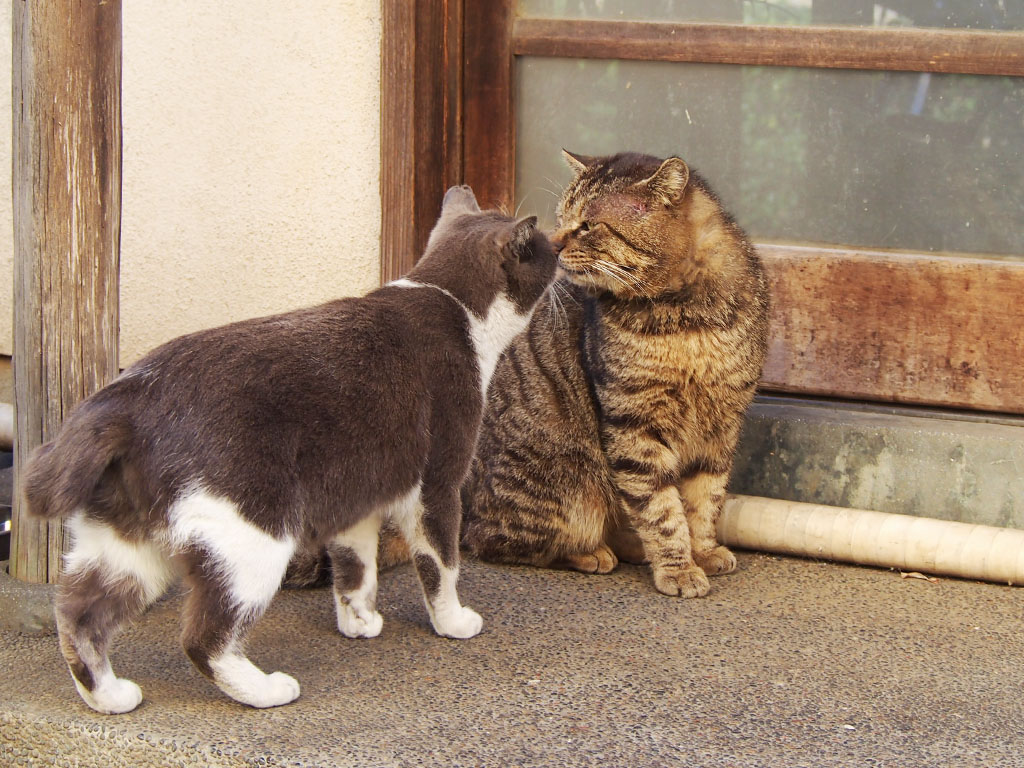 roki and chibinyan