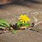 dandelion flower yellow