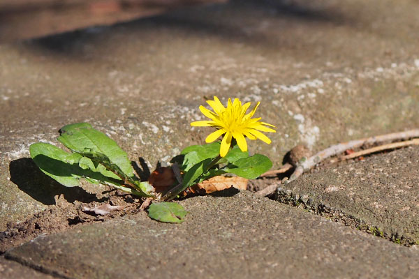 dandelion flower yellow