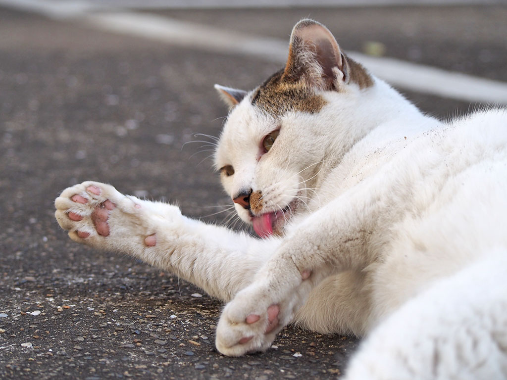 コチュ君　お手てぺろん