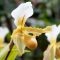 flower white orchid paphiopedilum