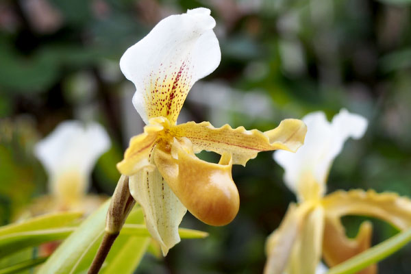 flower white orchid paphiopedilum