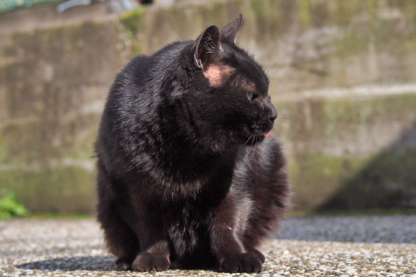 子供が来ています　くろ太