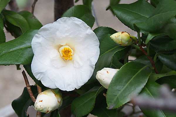 flower white cameria