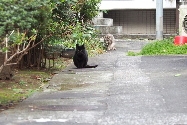 別れ際　見送るアカシと銀