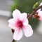 almond flower pink